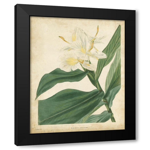 Tropical Floral IV Black Modern Wood Framed Art Print with Double Matting by Edmonston and Douglas