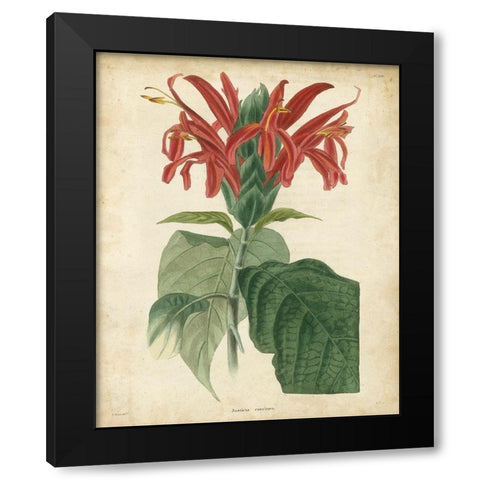 Tropical Floral V Black Modern Wood Framed Art Print by Edmonston and Douglas
