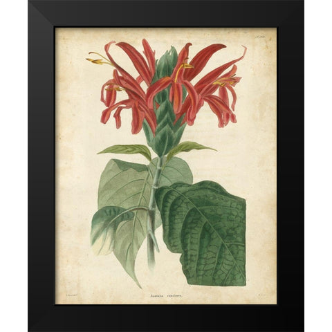 Tropical Floral V Black Modern Wood Framed Art Print by Edmonston and Douglas