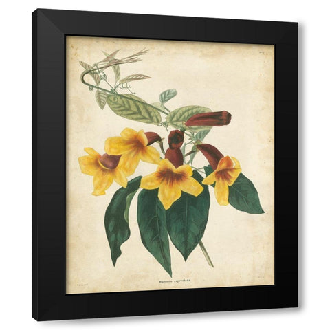 Tropical Floral VI Black Modern Wood Framed Art Print by Edmonston and Douglas
