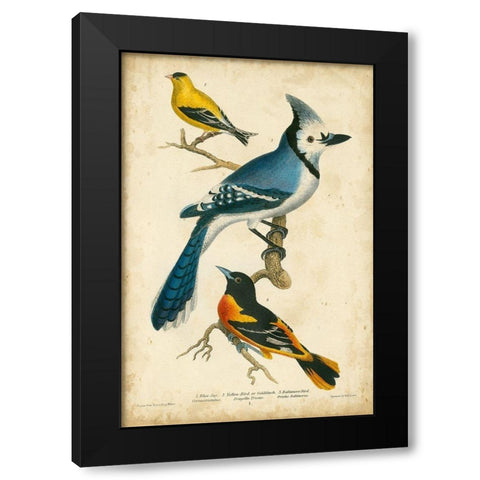 Wilsons Blue Jay Black Modern Wood Framed Art Print with Double Matting by Wilson, Alexander
