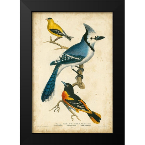 Wilsons Blue Jay Black Modern Wood Framed Art Print by Wilson, Alexander