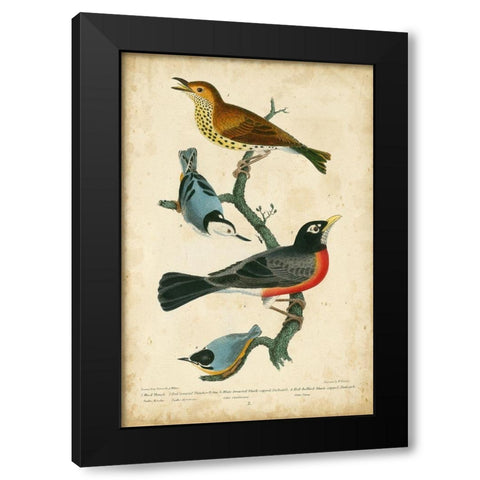 Wilsons Wood Thrush Black Modern Wood Framed Art Print by Wilson, Alexander
