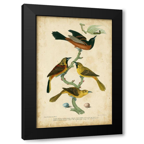 Wilsons Orchard Oriole Black Modern Wood Framed Art Print by Wilson, Alexander