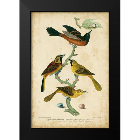 Wilsons Orchard Oriole Black Modern Wood Framed Art Print by Wilson, Alexander