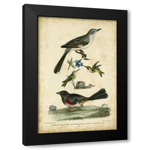 Wilsons Mockingbird Black Modern Wood Framed Art Print by Wilson, Alexander