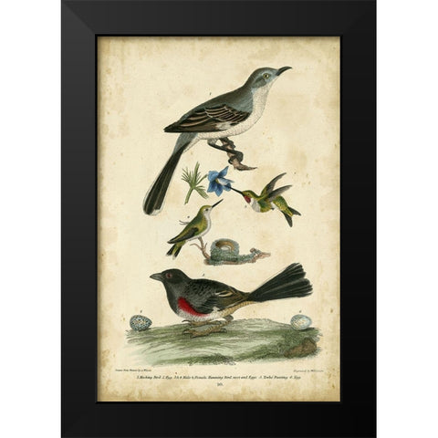 Wilsons Mockingbird Black Modern Wood Framed Art Print by Wilson, Alexander