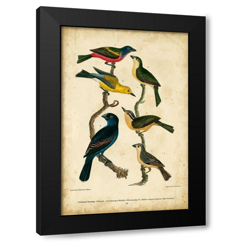 Wilsons Painted Bunting Black Modern Wood Framed Art Print by Wilson, Alexander