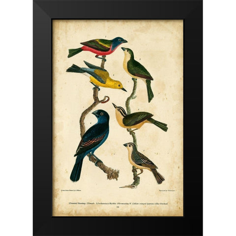Wilsons Painted Bunting Black Modern Wood Framed Art Print by Wilson, Alexander