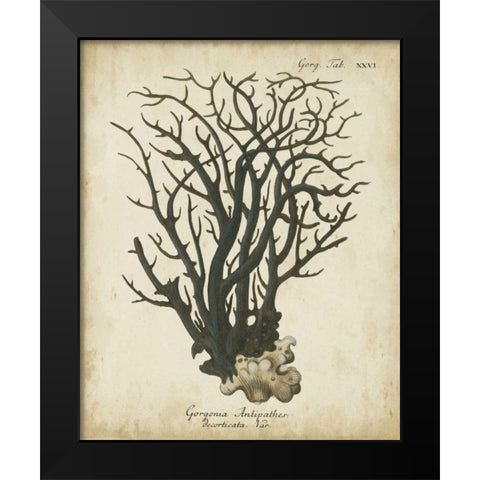 Esper Antique Coral I Black Modern Wood Framed Art Print by Esper, Johann