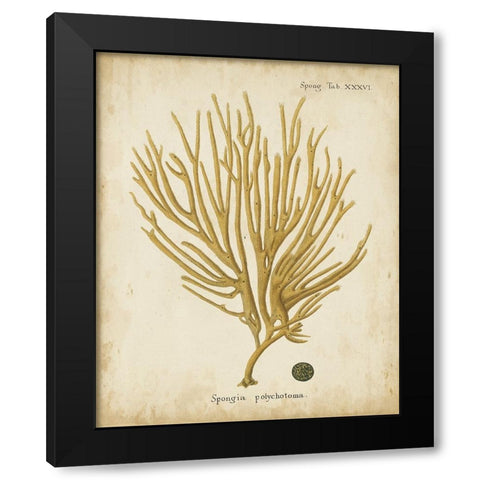 Esper Antique Coral IV Black Modern Wood Framed Art Print with Double Matting by Esper, Johann