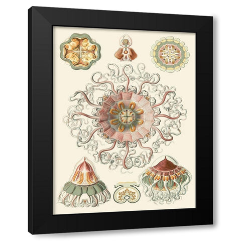 Sophisticated Sealife II Black Modern Wood Framed Art Print by Haeckel, Ernst