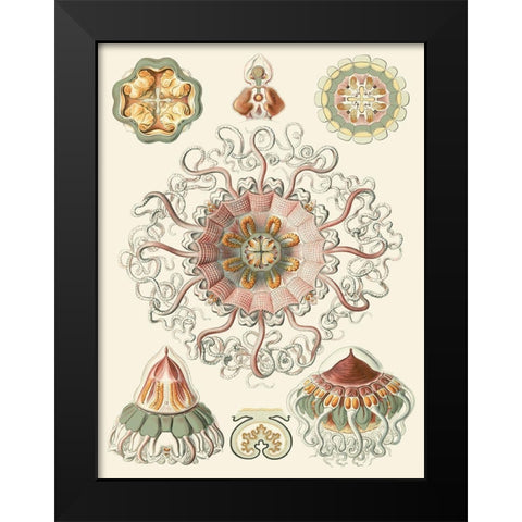 Sophisticated Sealife II Black Modern Wood Framed Art Print by Haeckel, Ernst