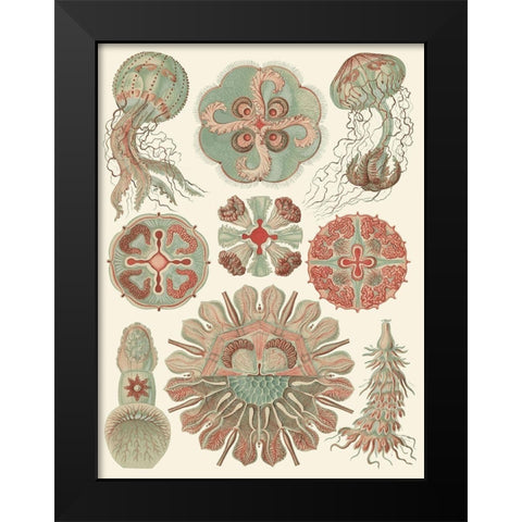Sophisticated Sealife IV Black Modern Wood Framed Art Print by Haeckel, Ernst