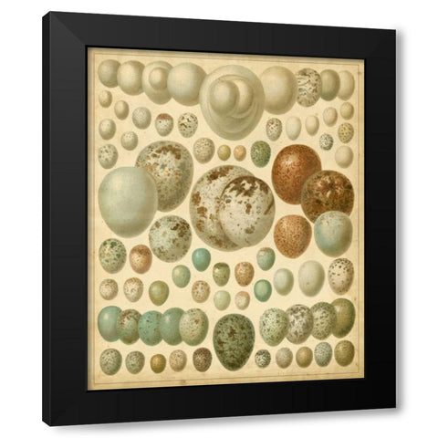 Vintage Bird Eggs I Black Modern Wood Framed Art Print with Double Matting by Meyers