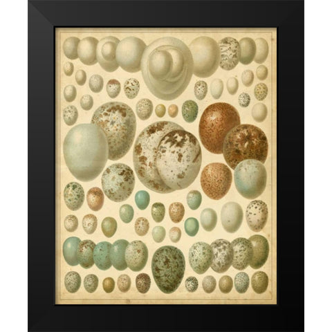 Vintage Bird Eggs I Black Modern Wood Framed Art Print by Meyers