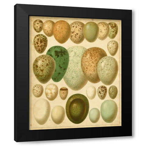 Vintage Bird Eggs II Black Modern Wood Framed Art Print by Meyers