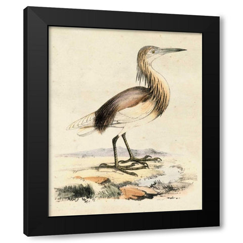 Antique Heron I Black Modern Wood Framed Art Print by Unknown