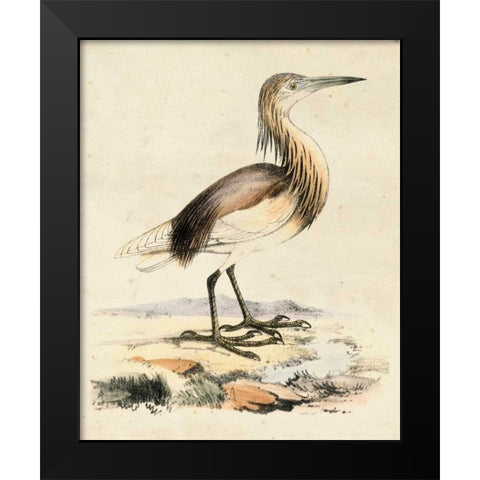 Antique Heron I Black Modern Wood Framed Art Print by Unknown