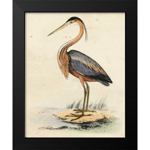 Antique Heron II Black Modern Wood Framed Art Print by Unknown