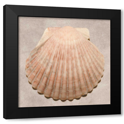 Weathered Shell Sampler Black Modern Wood Framed Art Print by Stramel, Renee W.
