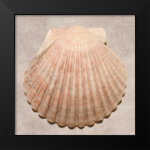 Weathered Shell Sampler Black Modern Wood Framed Art Print by Stramel, Renee W.