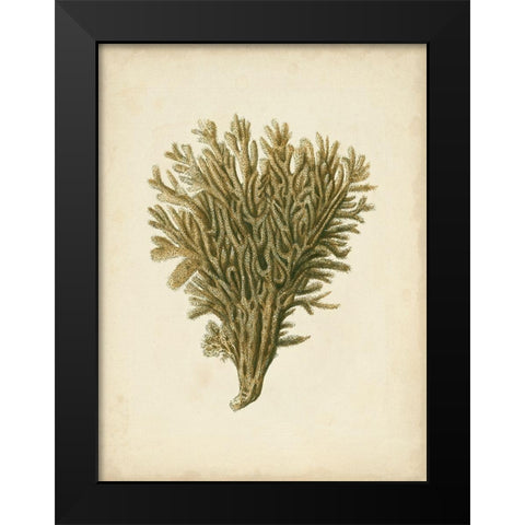 Sealife Collection II Black Modern Wood Framed Art Print by Vision Studio