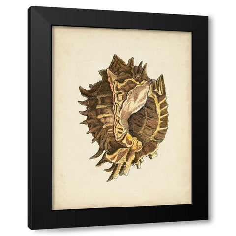 Sealife Collection VI Black Modern Wood Framed Art Print by Vision Studio