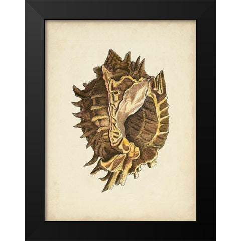 Sealife Collection VI Black Modern Wood Framed Art Print by Vision Studio