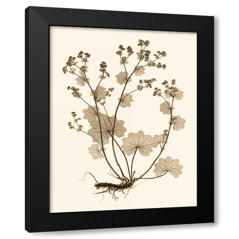 Sepia Nature Study I Black Modern Wood Framed Art Print by Vision Studio