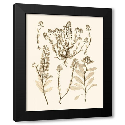 Sepia Nature Study III Black Modern Wood Framed Art Print by Vision Studio