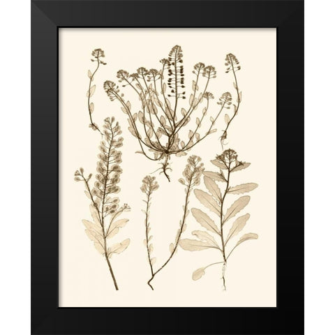 Sepia Nature Study III Black Modern Wood Framed Art Print by Vision Studio