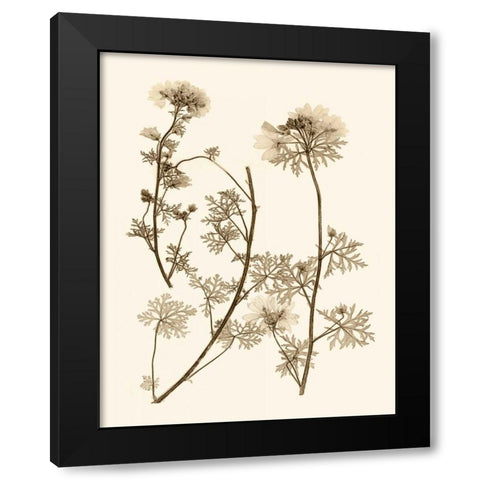 Sepia Nature Study IV Black Modern Wood Framed Art Print by Vision Studio