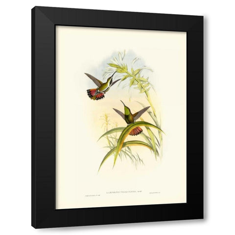 Gould Hummingbird I Black Modern Wood Framed Art Print by Gould, John