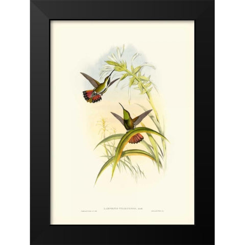 Gould Hummingbird I Black Modern Wood Framed Art Print by Gould, John
