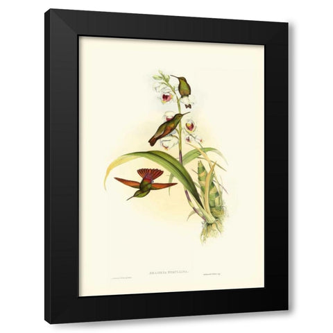 Gould Hummingbird II Black Modern Wood Framed Art Print with Double Matting by Gould, John