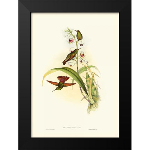 Gould Hummingbird II Black Modern Wood Framed Art Print by Gould, John