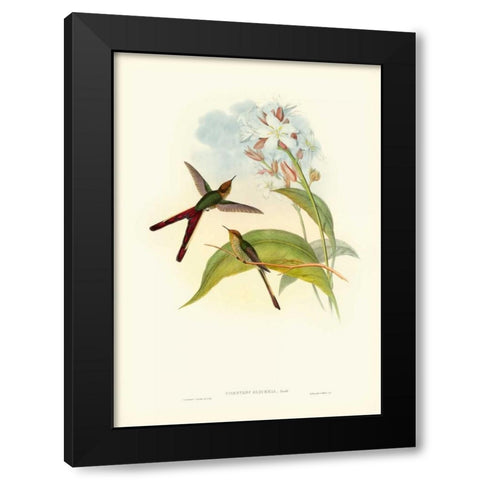 Gould Hummingbird III Black Modern Wood Framed Art Print with Double Matting by Gould, John