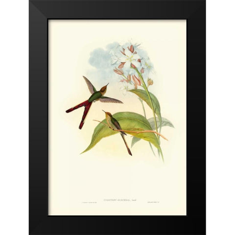 Gould Hummingbird III Black Modern Wood Framed Art Print by Gould, John