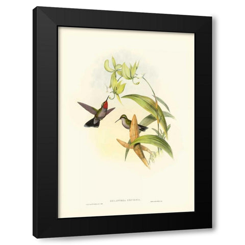 Gould Hummingbird IV Black Modern Wood Framed Art Print by Gould, John