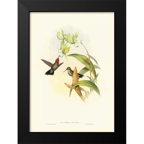 Gould Hummingbird IV Black Modern Wood Framed Art Print by Gould, John