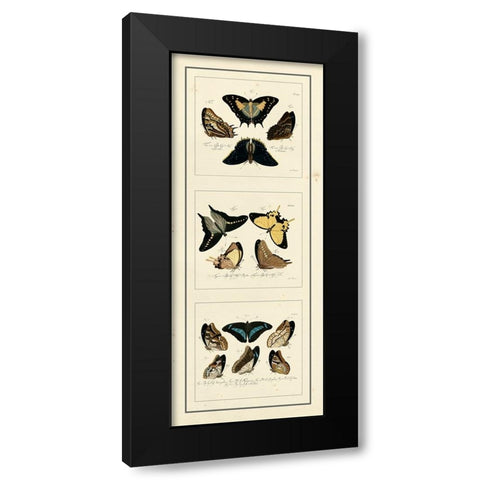 Antique Butterfly Panel I Black Modern Wood Framed Art Print with Double Matting by Jablonsk