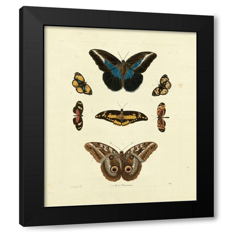 Knorr Butterflies I Black Modern Wood Framed Art Print by Knorr