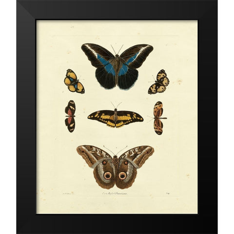 Knorr Butterflies I Black Modern Wood Framed Art Print by Knorr