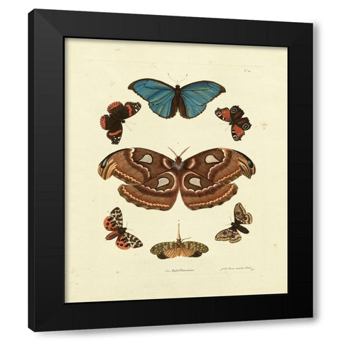 Knorr Butterflies II Black Modern Wood Framed Art Print by Knorr