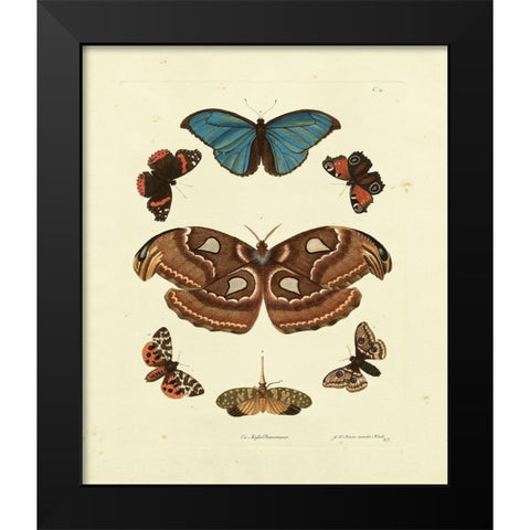 Knorr Butterflies II Black Modern Wood Framed Art Print by Knorr