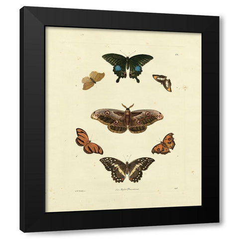 Knorr Butterflies III Black Modern Wood Framed Art Print by Knorr