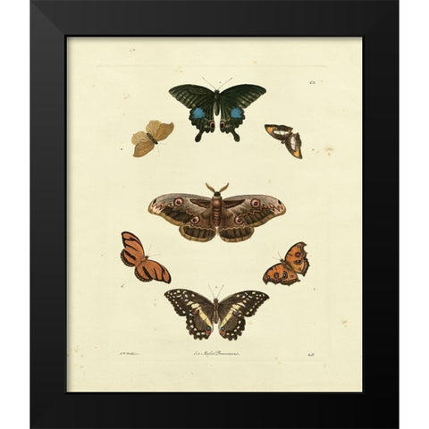 Knorr Butterflies III Black Modern Wood Framed Art Print by Knorr