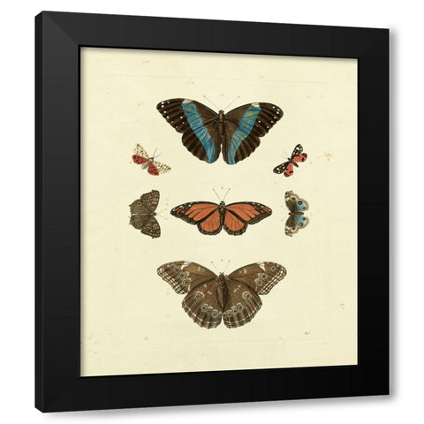 Knorr Butterflies IV Black Modern Wood Framed Art Print with Double Matting by Knorr