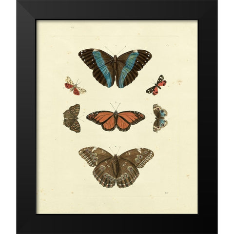 Knorr Butterflies IV Black Modern Wood Framed Art Print by Knorr